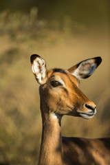 Africa, Botswana, Moremi Game Reserve, Close-up of Impala (Aepyceros Melampus) standing in morning sunshine in Okavango Delta