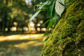 tree moss texture surface and unfocused blurred green natural background view  