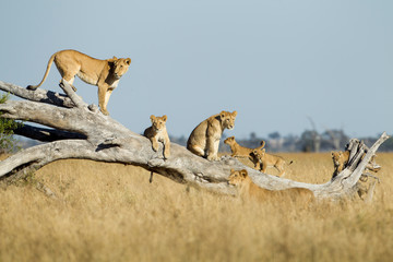 Africa, Botswana, Chobe National Park, Lioness(Panthera Leo) and cubs climbing on toppled dead acacia tree in Savuti Marsh - obrazy, fototapety, plakaty