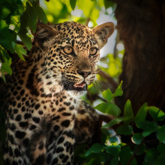 leopard juvenile portrait in tree and leaves
