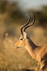 Africa, Botswana, Moremi Game Reserve, Close-up of adult male Impala (Aepyceros Melampus) standing...