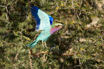 Africa, Botswana, Moremi Game Reserve, Lilac-Breasted Roller (Coracias caudata) flapping wings as it lands on thorny acacia branches