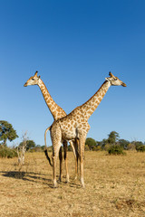 Naklejka na ściany i meble Africa, Botswana, Chobe National Park, Giraffes (Giraffa camelopardalis) standing side by side near Chobe River in Okavango Delta