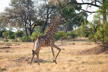 Giraffe walking with tree and grass background