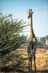 Giraffe standing by acacia tree