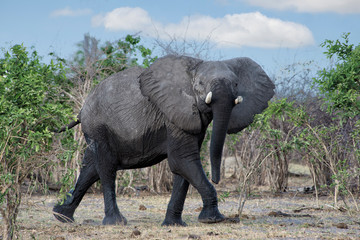 Botswana, Africa, elephant walking.