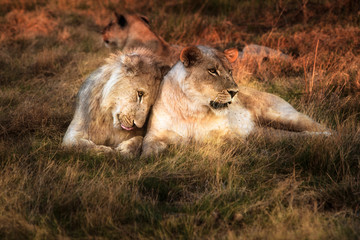Lioness with juvenile male nuzzling