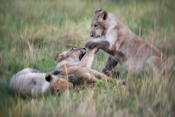 Lion cubs and mother playing