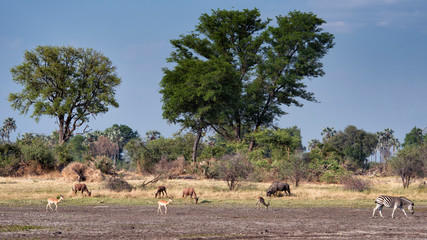 Various wildlife grazing in grasslands of Botswana, Africa