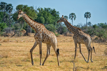 2 giraffes walking across grass with trees in background