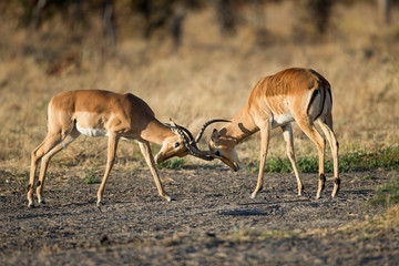 Naklejka na ściany i meble Africa, Botswana, Chobe National Park, Adult male Impalas (Aepyceros Melampus) sparring for dominance in Savuti Marsh
