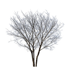 bare tree(Cassia fistula) isolated on white background