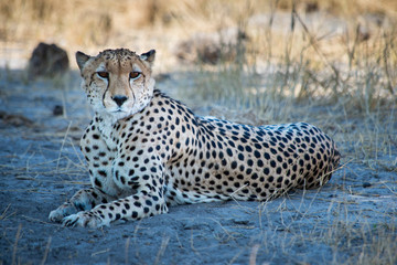 Cheetah sitting in dry grass looking out