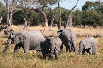Fototapeta premium African elephant (Loxodonta africana), Khwai Concession, Okavango Delta, Botswana.