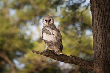 eagle owl sitting on limb looking at viewer