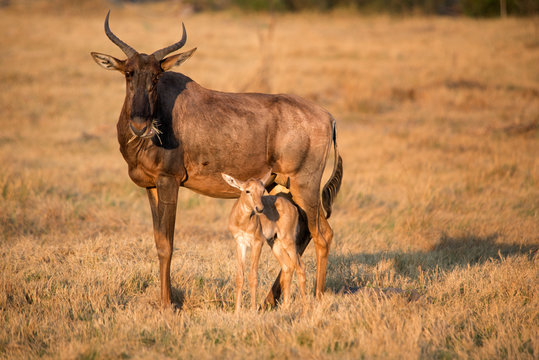 Tsessebe mother and baby with grass in mouth