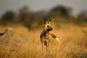 Africa, Botswana, Moremi Game Reserve, African wild dog (Lycaon pictus) standing near den in tall grass in Okavango Delta at dusk