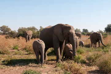 Fototapeta na wymiar African elephant (Loxodonta africana), Mashatu Game Reserve, Botswana.