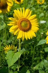 Close up of a sunflower vertically
