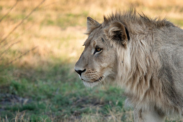 Fototapeta na wymiar Male lion standing intense look-close up