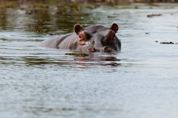 Hippopotamus (Hippopotamus amphibius), Khwai Concession Area, Okavango Delta, Botswana.