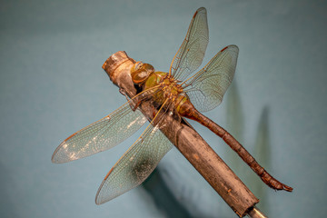 libellule  © jgd.cannes