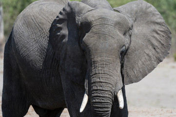 Obraz premium African elephant (Loxodonta Africana), Savuti marsh, Chobe National Park, Botswana.