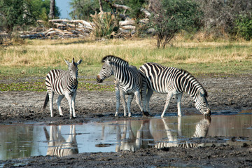Fototapeta na wymiar Three zebras at waterhole interacting