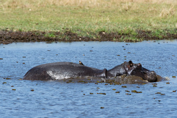 Hippopotamus (Hippopotamus amphibius), Khwai concession, Okavango delta, Botswana.