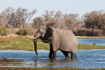 African elephant (Loxodonta africana), Okavango delta, Botswana.