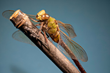 libellule 