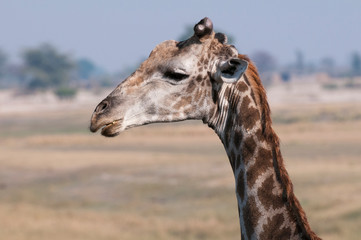 Giraffe (Giraffa camelopardalis), Chobe National Park, Botswana.