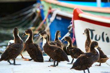 Ducks roaming food from tourists in harbor. Selective focus