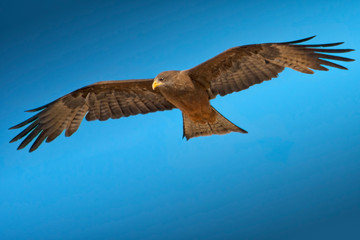 Tawny eagle flying, filling frame