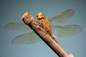 libellule  © jgd.cannes