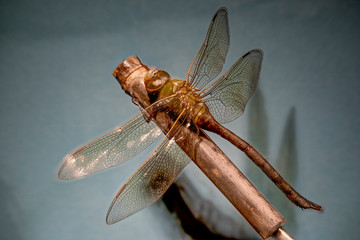 libellule  © jgd.cannes