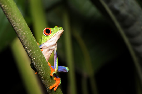 Night photography of a beautiful Red-eyed leaf frog, or Gaudy Leaf Frog (Agalychnis callidryas). Nature colors. Frogs of Costa Rica. Puerto Viejo de Sarapiqui.