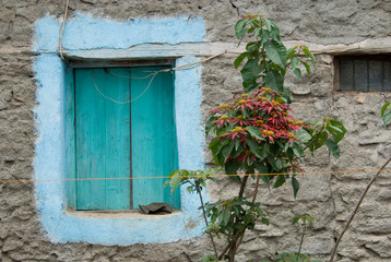Ethiopia: Tigray Region, Axum, street scenes, painted window and poinsettia in bloom