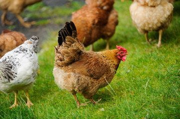 hen on a green grass