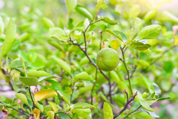Close-Up Shot of Lime on Lime Tree