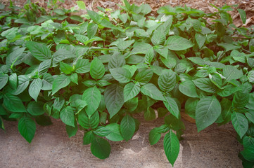 lettuce in the garden with sunlight