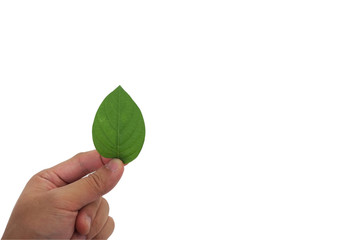 hand holding green leaf in isolated white b