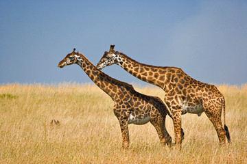 Male and female Masai Giraffes just before mating, Masai Mara Game Reserve, Kenya. Giraffa camelopardalis tippelskirchi