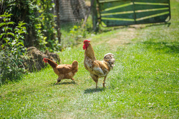 hen on a green grass