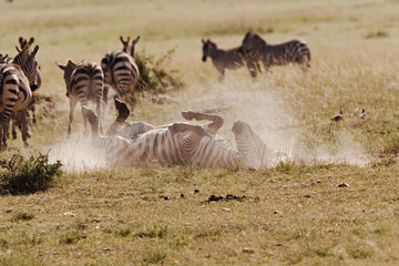Burchell's Zebra taking a dust bath, Equus burchellii, Masai Mara, Kenya