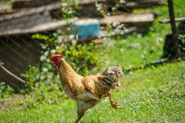 hen on a green grass