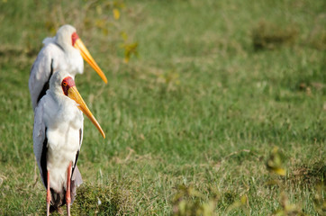 Kenya, Lake Nakuru National Park, Yellow-billed Stork, Mycteria ibis