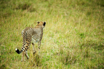 Kenya, Masai Mara National Reserve, cheetah alert in the savanna ready to chase for a kill