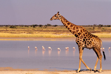 Namibia: Etosha National Park
