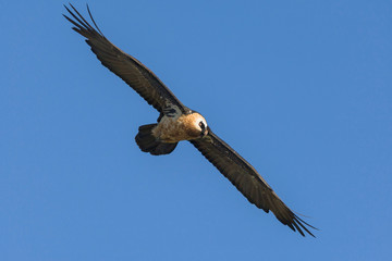 Africa, Ethiopia, Ethiopian Highlands, Western Amhara, Simien Mountains National Park, lammergeier (Gypaetus barbatus). Adult lammergeier flying.